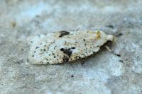Agonopterix petasitis