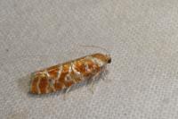 Rhyacionia pinicolana