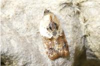 Acleris variegana