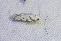 Parastenolechia nigrinotella