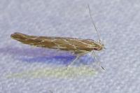 Pyroderces argyrogrammos