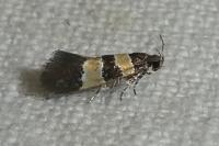 Goidanichiana jourdheuillella