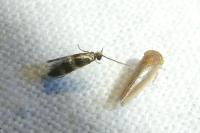 Micropterix aglaella