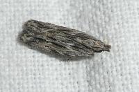 Anarsia innoxiella