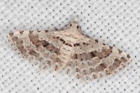 Alucita palodactyla