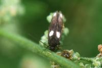Scythris sinensis