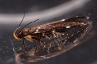 Argolamprotes micella