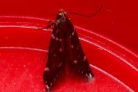 Argolamprotes micella