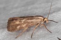 Brachodes funebris