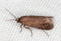 Brachodes funebris