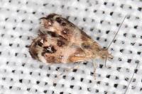 Tebenna micalis