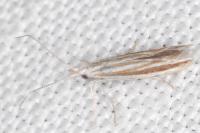 Coleophora