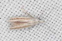 Coleophora