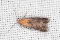 Stomopteryx basalis
