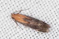 Stomopteryx basalis