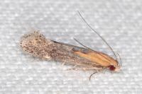 Stomopteryx basalis