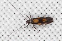 Euspilapteryx auroguttella