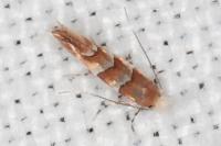 Phyllonorycter