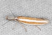 Pleurota aristella