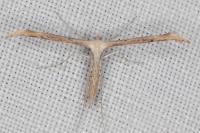 Emmelina monodactyla
