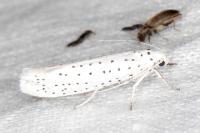 Yponomeuta evonymella