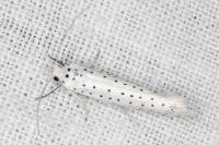 Yponomeuta evonymella