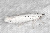 Yponomeuta evonymella