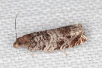 Ancylis achatana