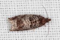 Ancylis achatana