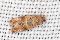 Lobesia botrana