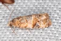 Lobesia botrana