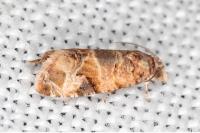 Lobesia botrana