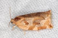 Archips xylosteana