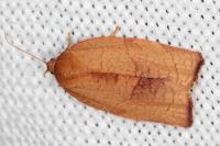 Cacoecimorpha pronubana