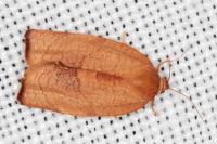 Cacoecimorpha pronubana