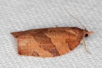 Pandemis heparana