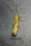 Mompha ochraceella