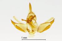 Mompha ochraceella