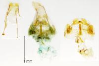 Mompha ochraceella