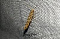 Pyroderces argyrogrammos