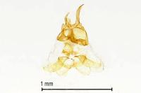 Pyroderces argyrogrammos