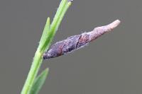 Coleophora calycotomella