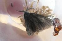 Canephora hirsuta