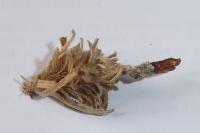 Canephora hirsuta