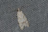 Symmoca signatella