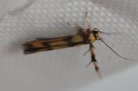 Stathmopoda pedella