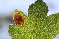 Stigmella paradoxa