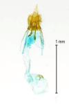 Coleophora taeniipennella
