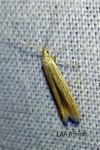 Coleophora versurella