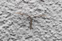 Emmelina monodactyla